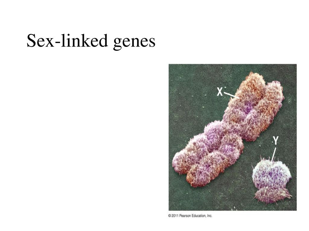 Chapter 15 – The Chromosomal Basis Of Inheritance - Ppt Download