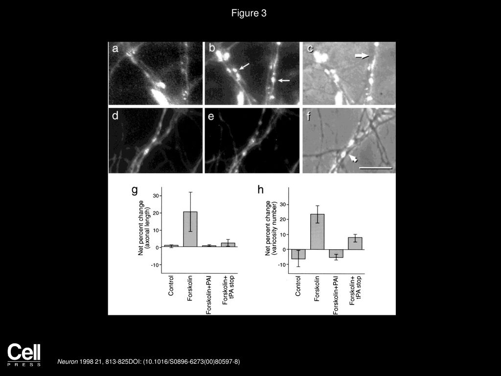 Forskolin Induced Varicosity Formation And Axonal Elongation In The