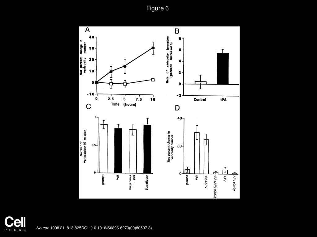 Forskolin Induced Varicosity Formation And Axonal Elongation In The