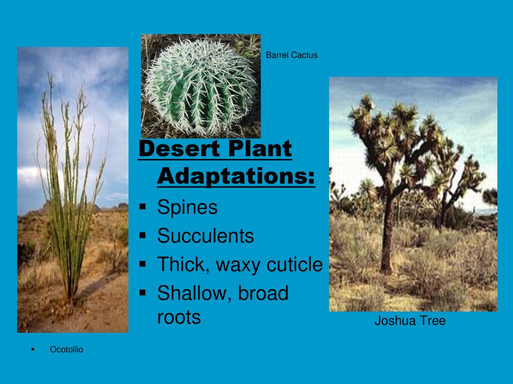 Page plant. Растения пустыни и их названия. Растения пустыни список. Антарктические пустыни растения. Пустыня растения ферула.