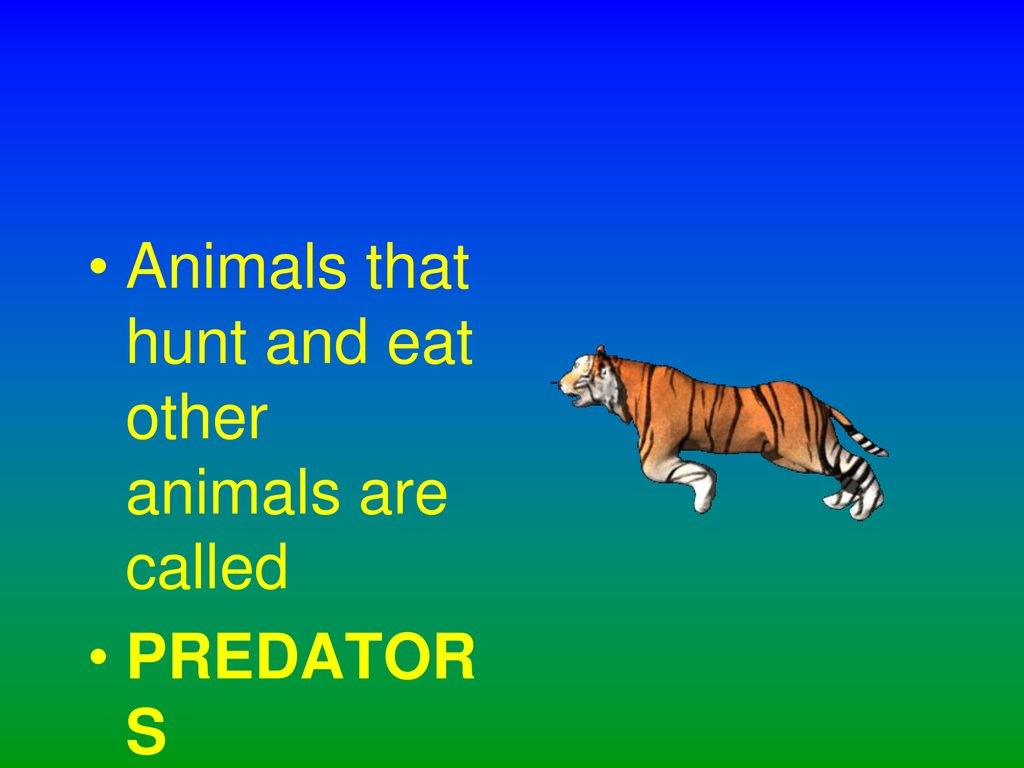 Food Chains Biology Diagrams
