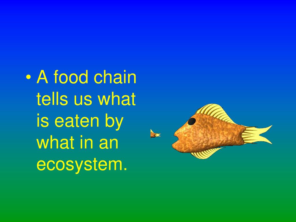 Food Chains Biology Diagrams