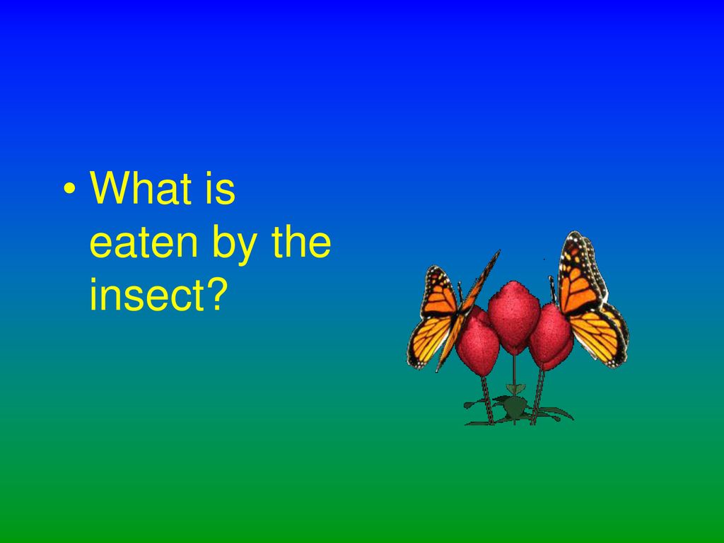 Food Chains Biology Diagrams