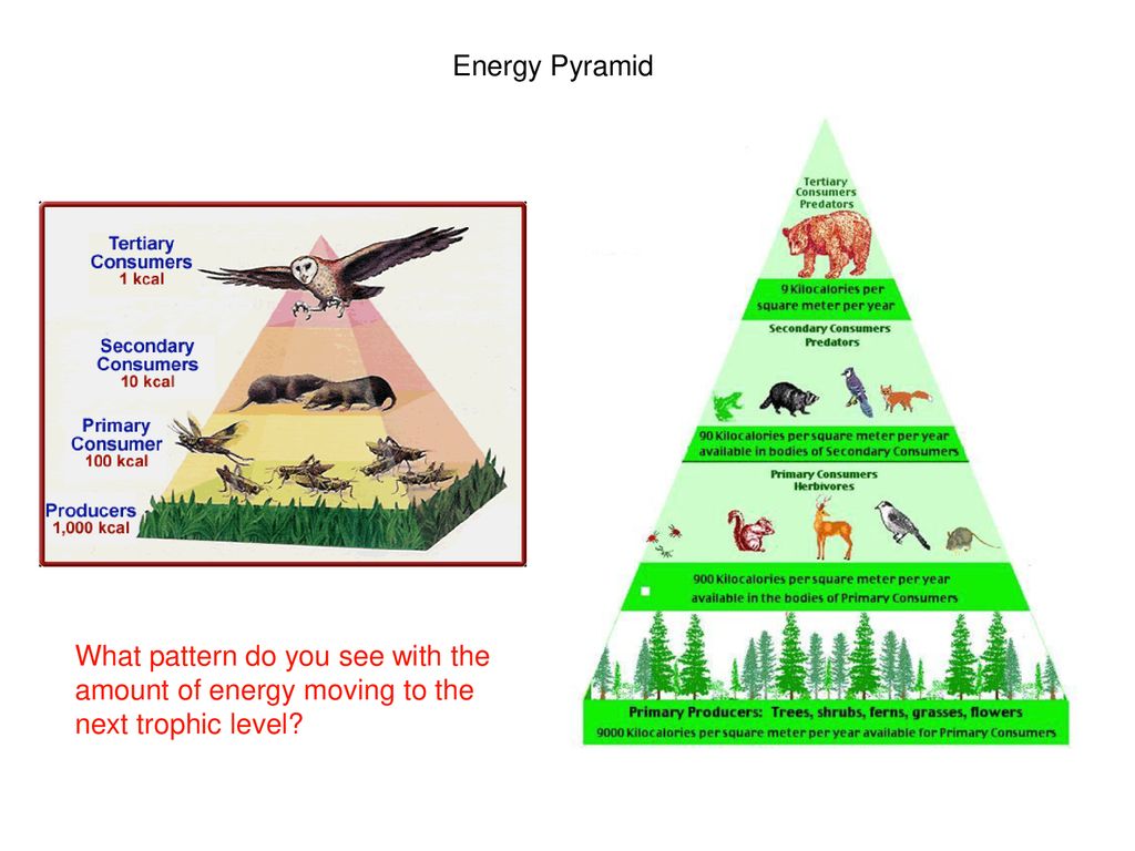 Ecology Overview Part ppt download