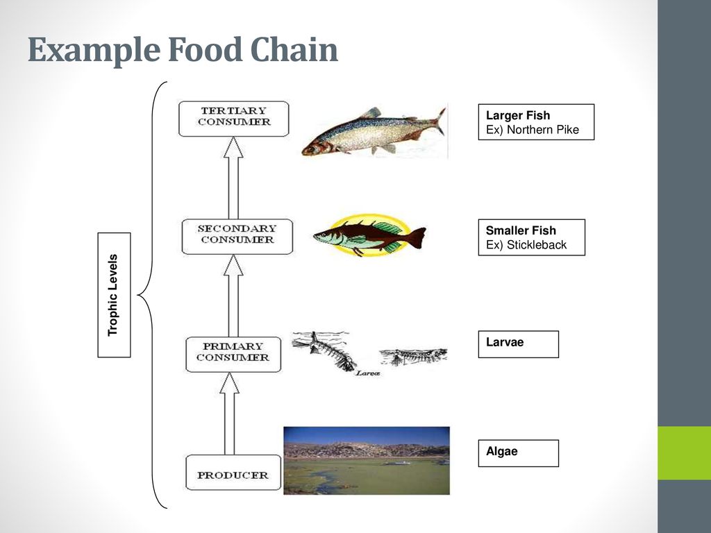 Dynamics of Ecosystems Biology Diagrams