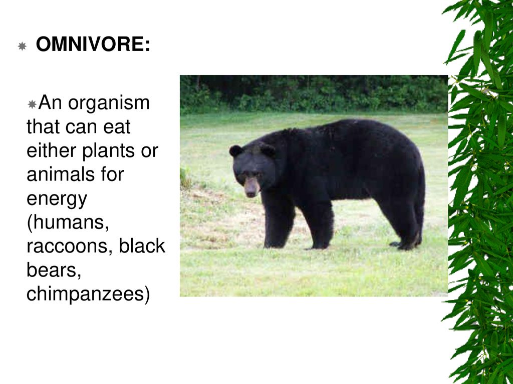 ppt download Biology Diagrams