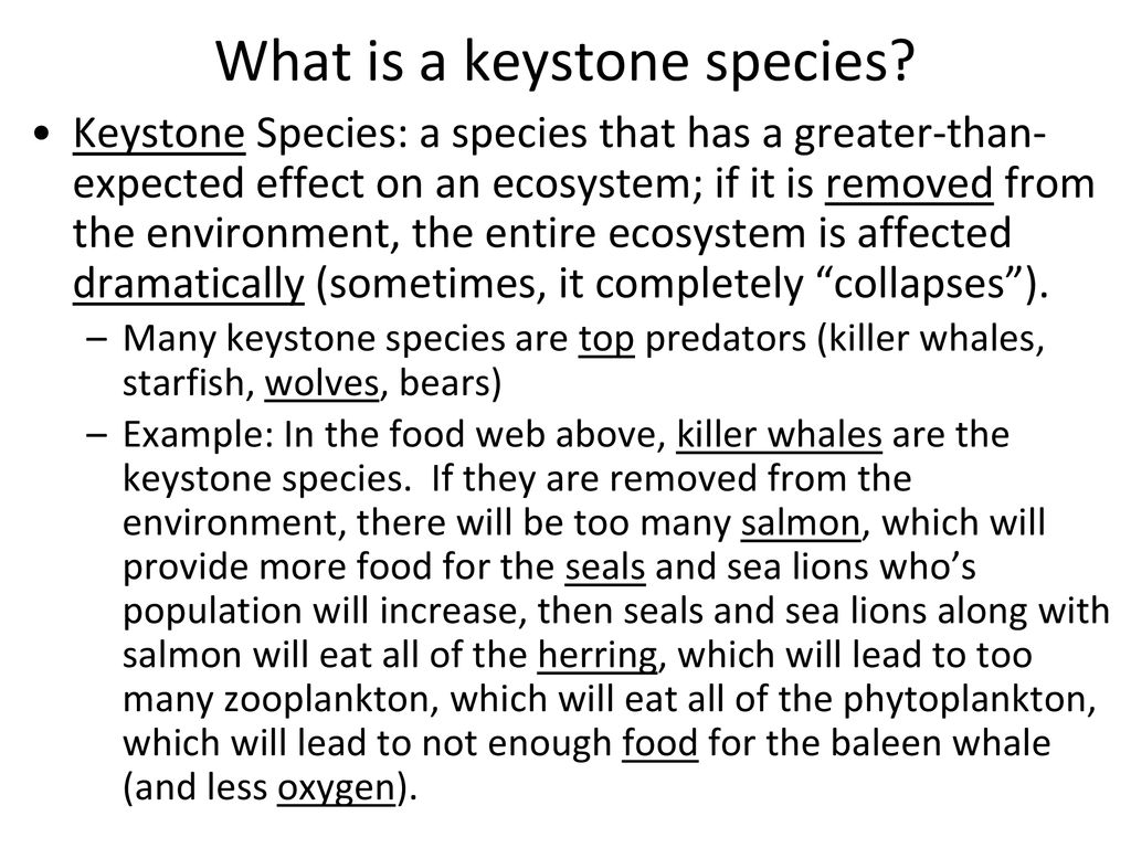 What is a keystone species