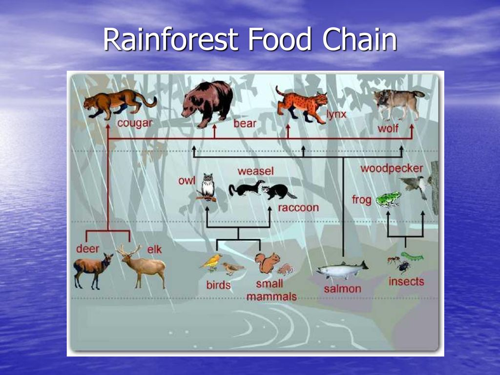 ppt download Biology Diagrams