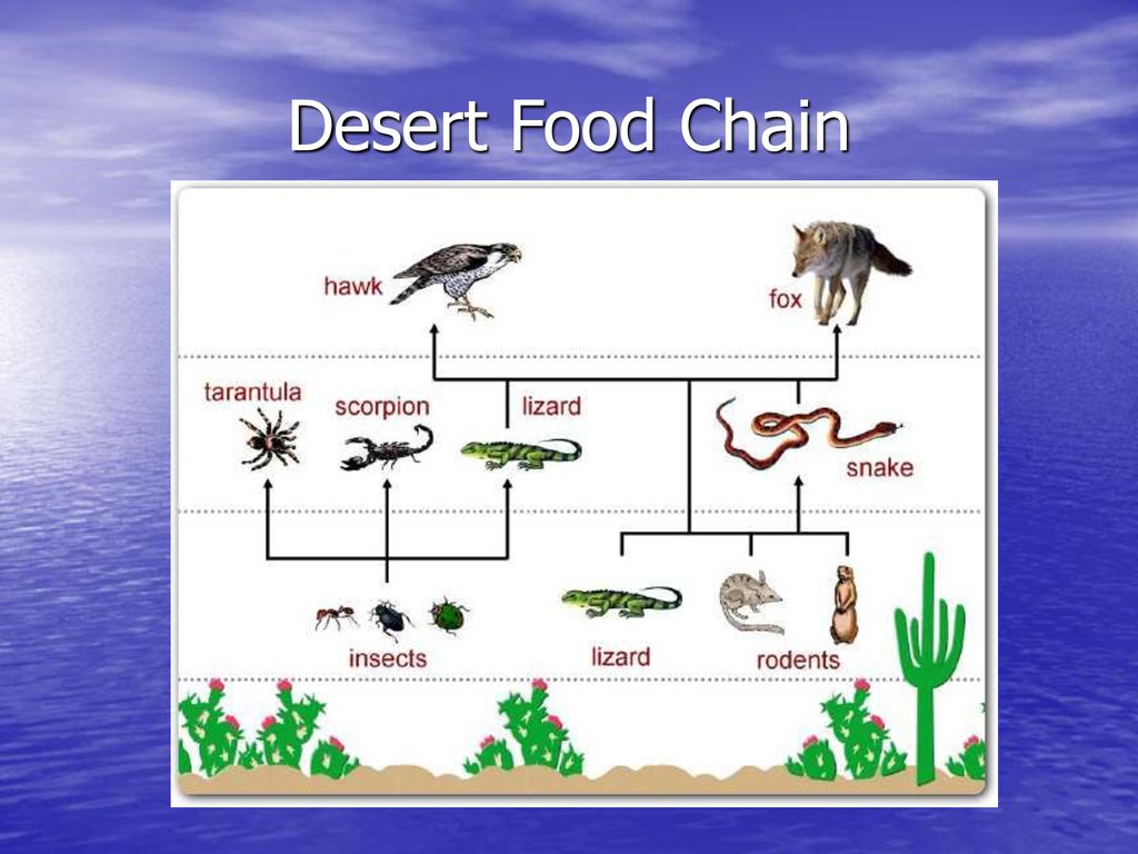 ppt download Biology Diagrams