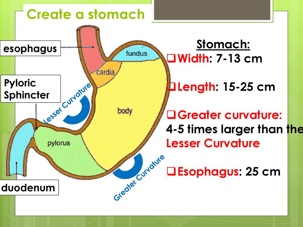 digestive-system-the-stomach-ppt-download
