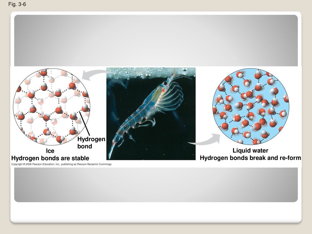 Hydrogen bonds are stable Hydrogen bonds break and re-form