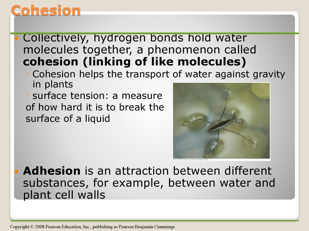 Cohesion Collectively, hydrogen bonds hold water molecules together, a phenomenon called cohesion (linking of like molecules)
