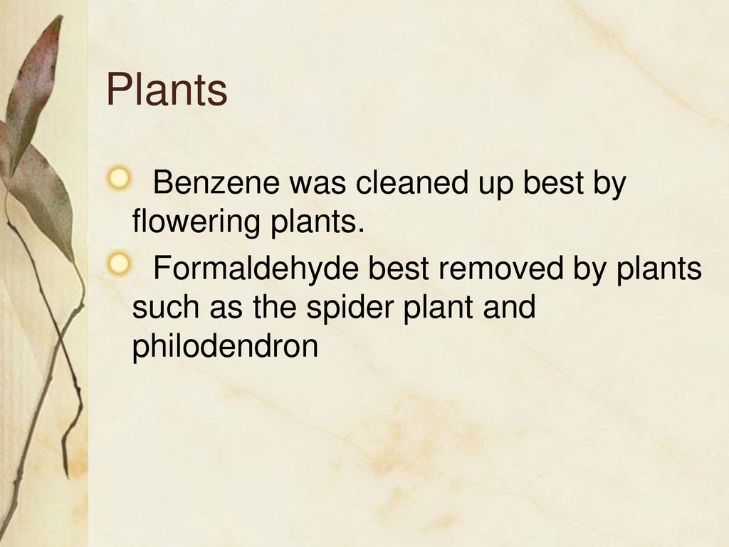 Plants Benzene was cleaned up best by flowering plants.