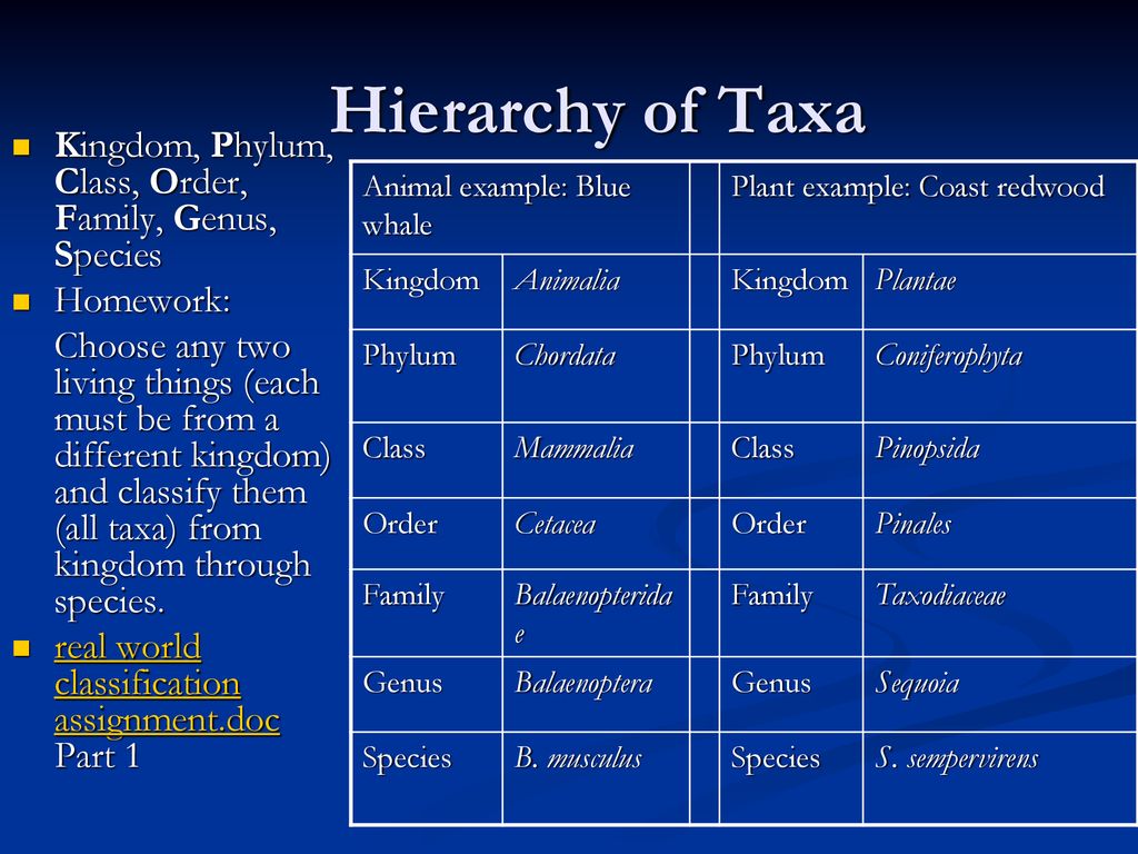 5.5 Classification Taxonomy. - ppt download