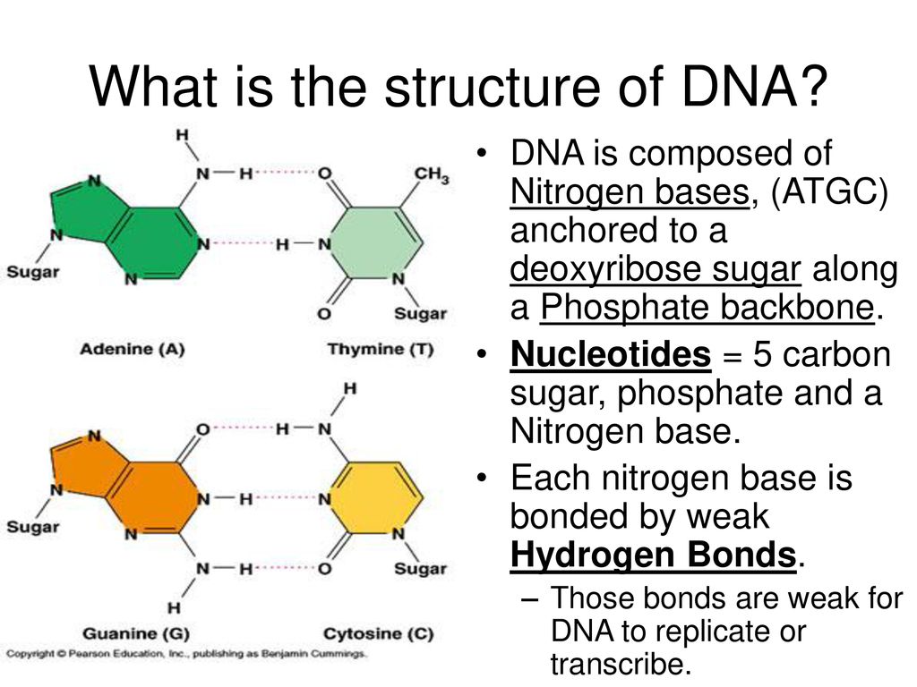 Leads To Dna Griffith S Experiment Ppt Download