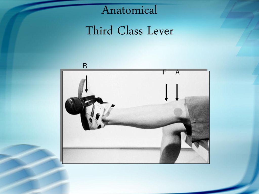 Levers In The Human Body Ppt Download