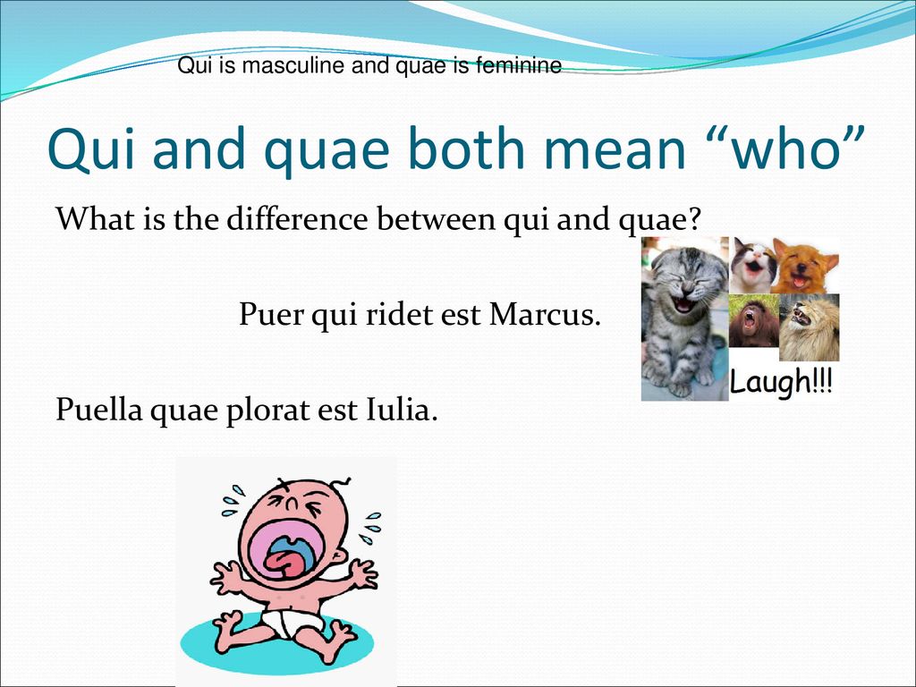 Qui and quae both mean who