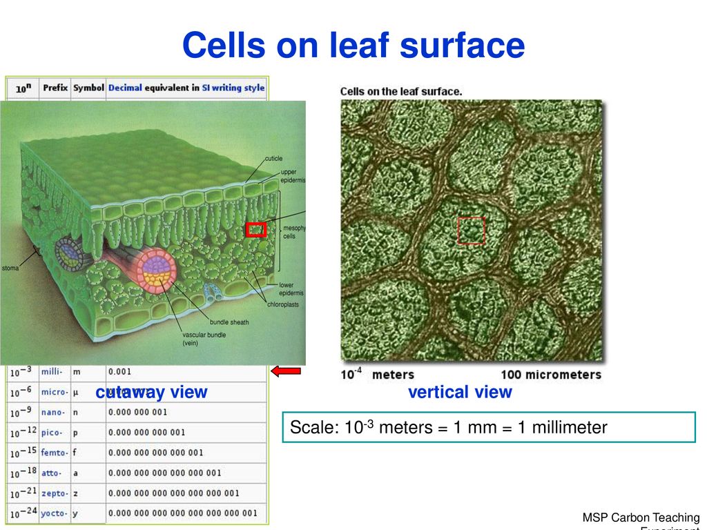 Cells on leaf surface vertical view cutaway view