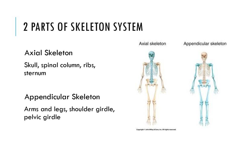 Skeletal System Review - ppt download