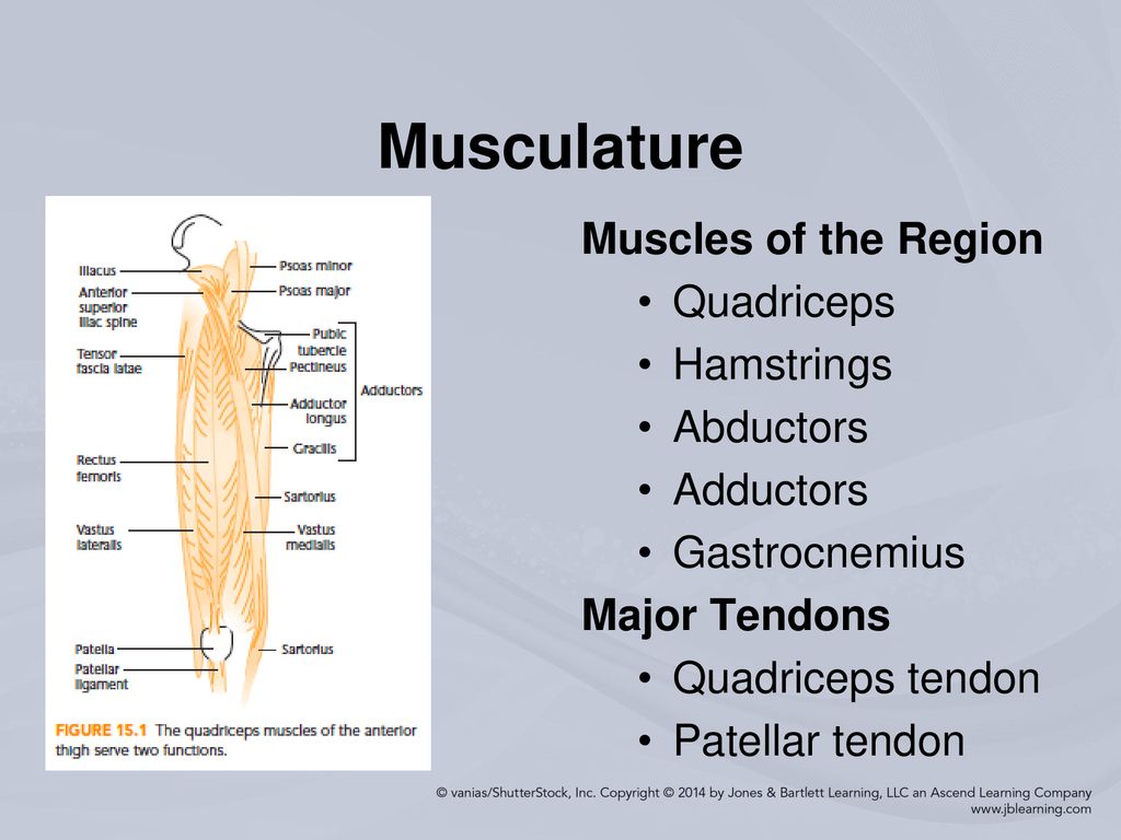 Injuries to the Thigh, Leg, and Knee - ppt download