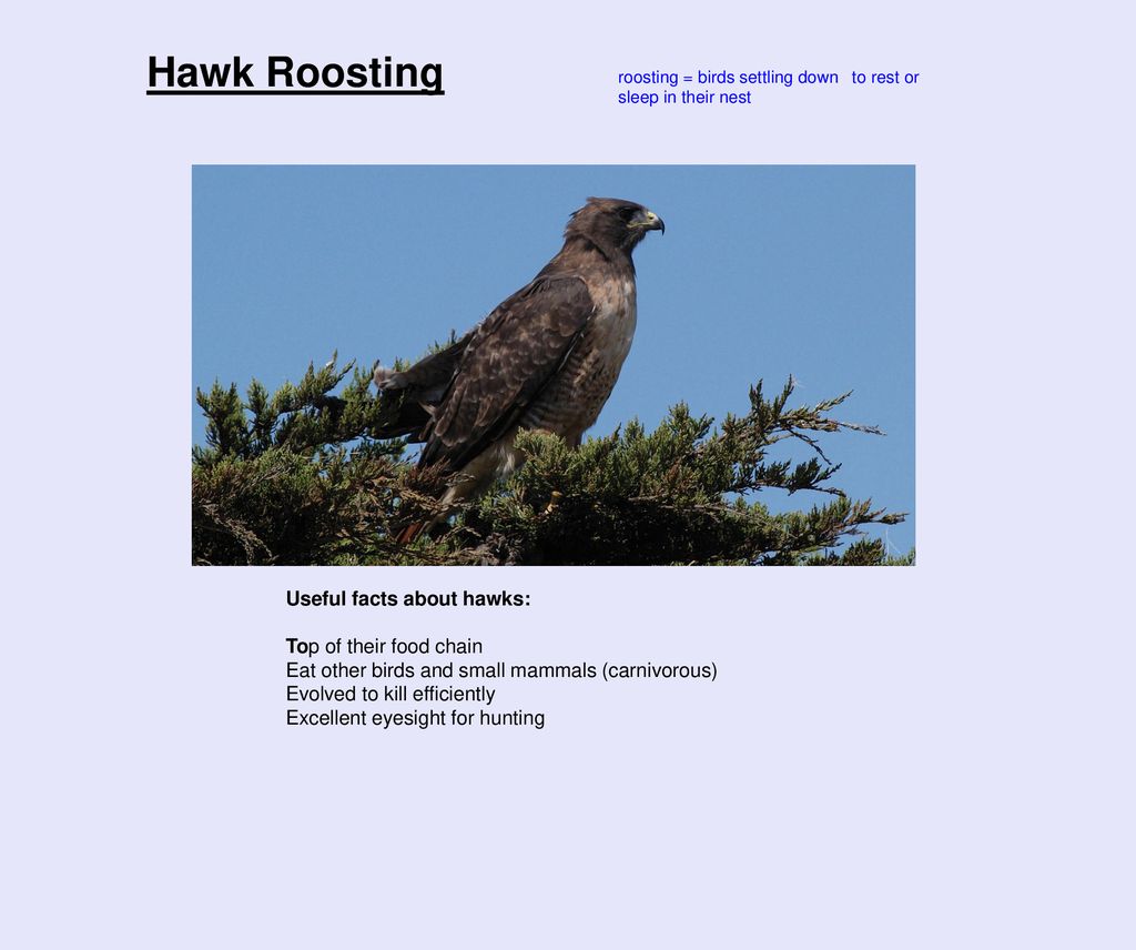 Hawk Roosting Useful facts about hawks: Top of their food chain Biology Diagrams