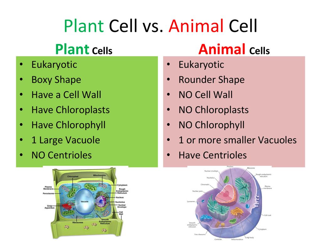 Biology SOL Review A General Overview. - ppt download