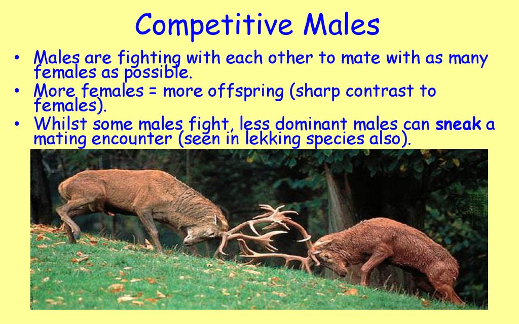 Competitive Males Males are fighting with each other to mate with as many females as possible.