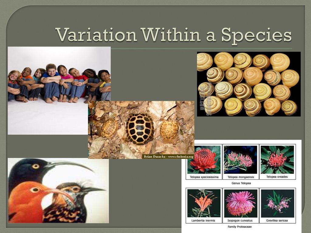 adaptation-variation-and-natural-selection-ppt-download