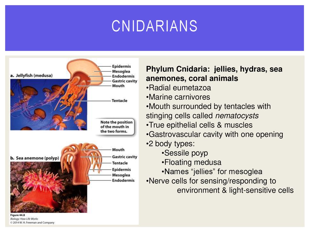 Cnidarians Phylum Cnidaria: jellies, hydras, sea anemones, coral animals. Radial eumetazoa. Marine carnivores.