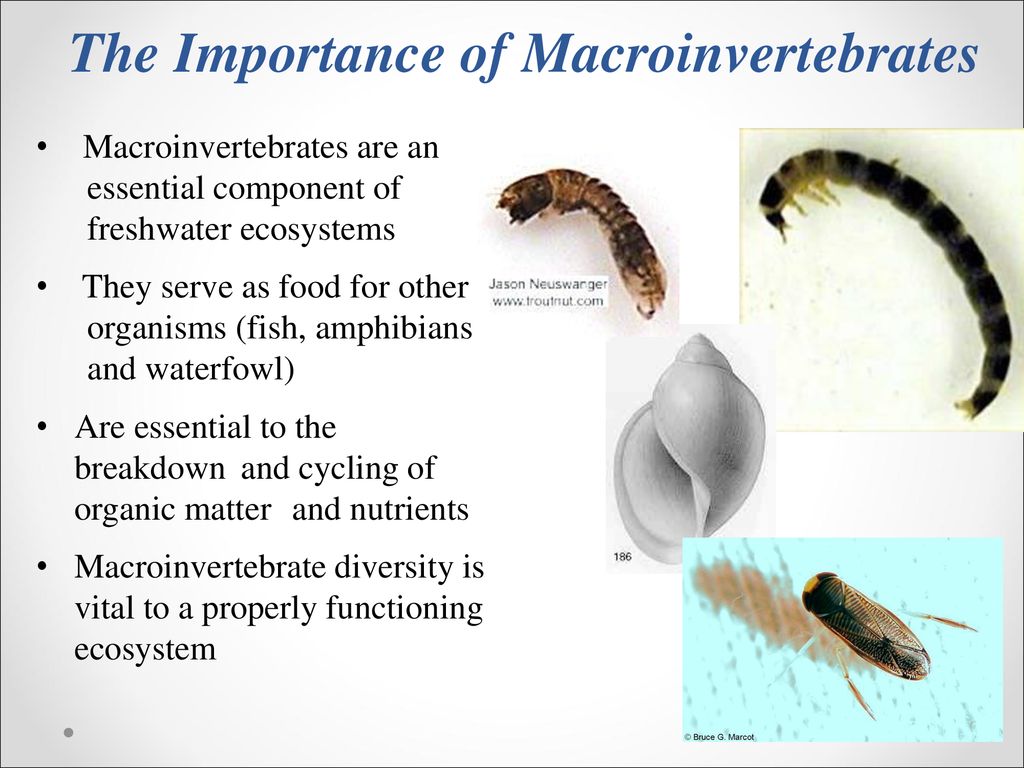 Unit 3.2 Macroinvertebrates - ppt download