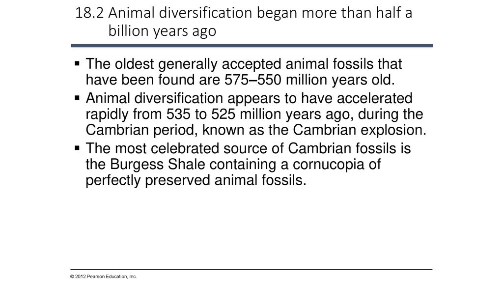 The Evolution of Invertebrate Diversity - ppt download