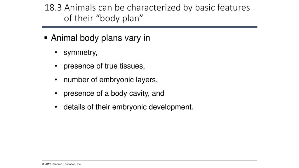 The Evolution of Invertebrate Diversity - ppt download