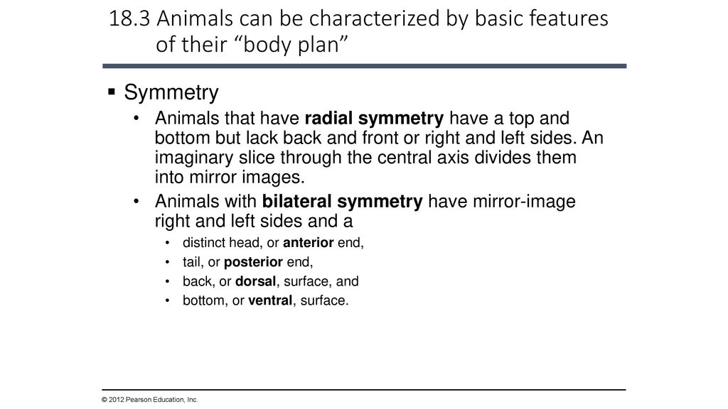 The Evolution of Invertebrate Diversity - ppt download
