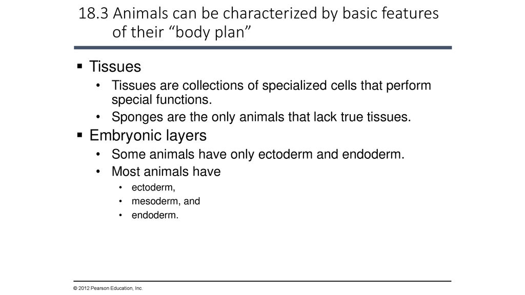 The Evolution of Invertebrate Diversity - ppt download