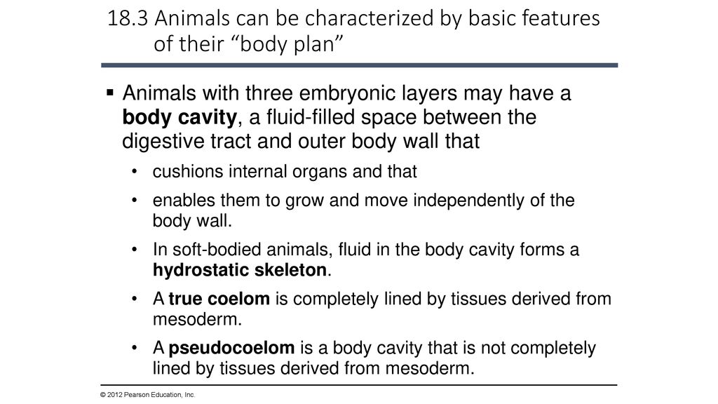 The Evolution of Invertebrate Diversity - ppt download