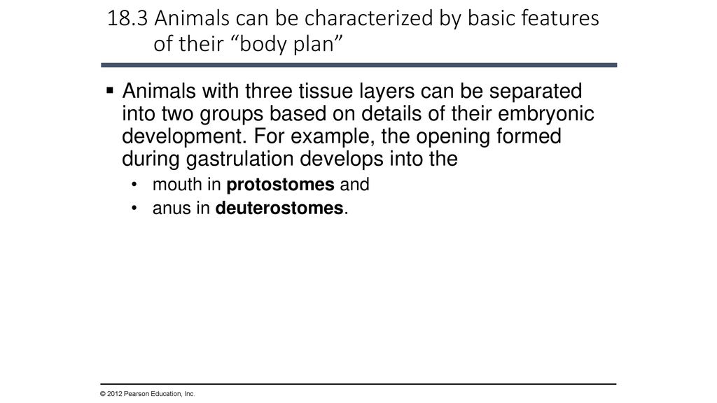 The Evolution of Invertebrate Diversity - ppt download