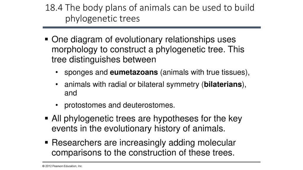 The Evolution of Invertebrate Diversity - ppt download