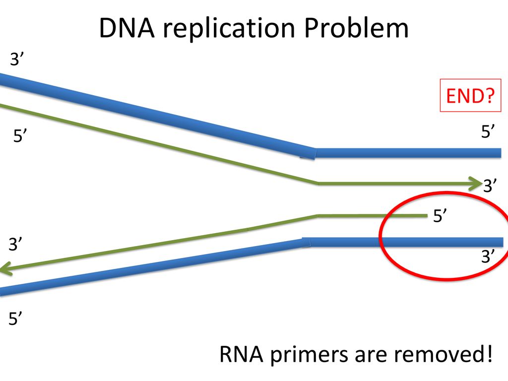 DNA Replication and Repair - ppt download