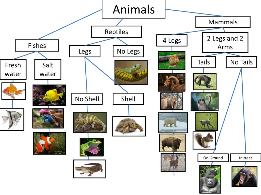 Notepack # 39 Aim: How can we group organisms that have similar  characteristics? Taxonomy- The Science of Classification Do Now: Look at  the 3 organisms. - ppt download