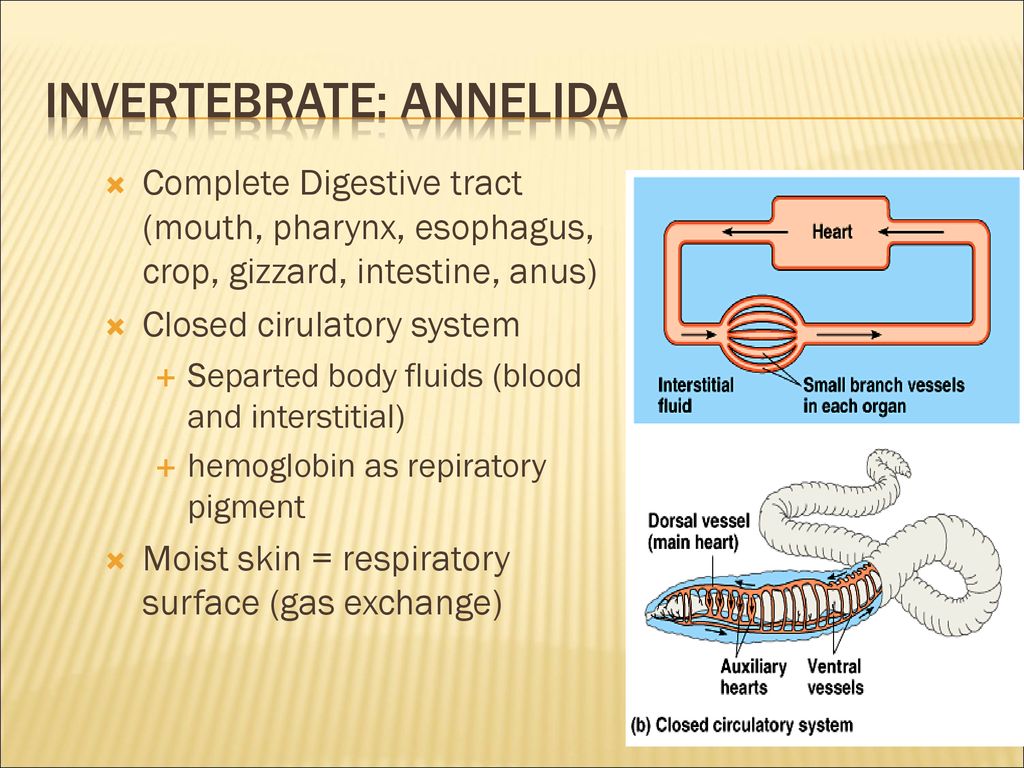 Kingdom: Animalia Domain: Eukarya INVERTEBRATES!!!! Domain - ppt download