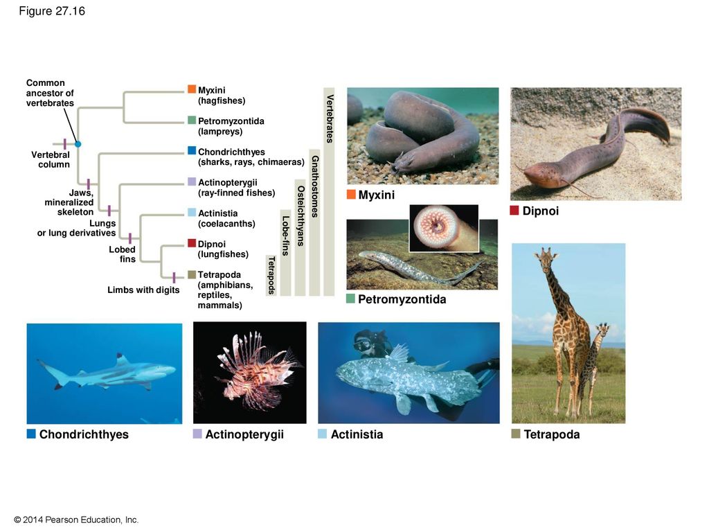 The Rise of Animal Diversity - ppt download