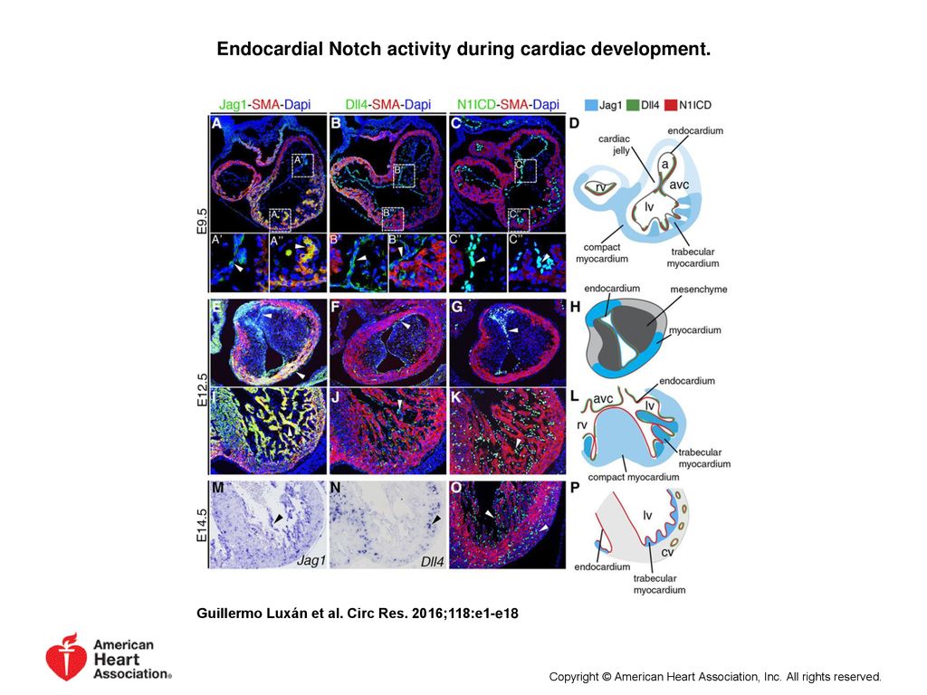 Endocardial Notch Signaling In Cardiac Development And Disease - Ppt ...