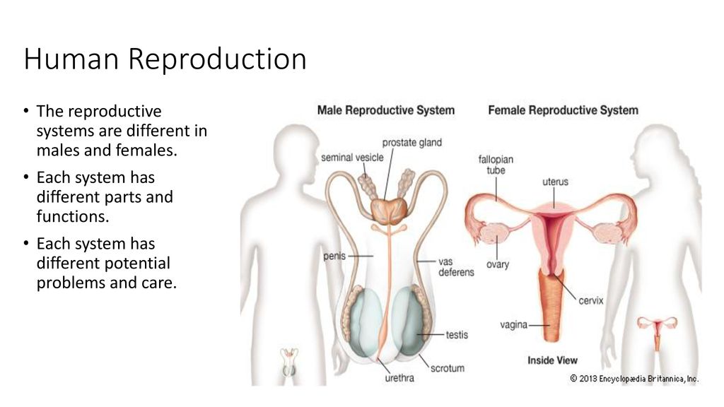 the human reproductive system parts and functions