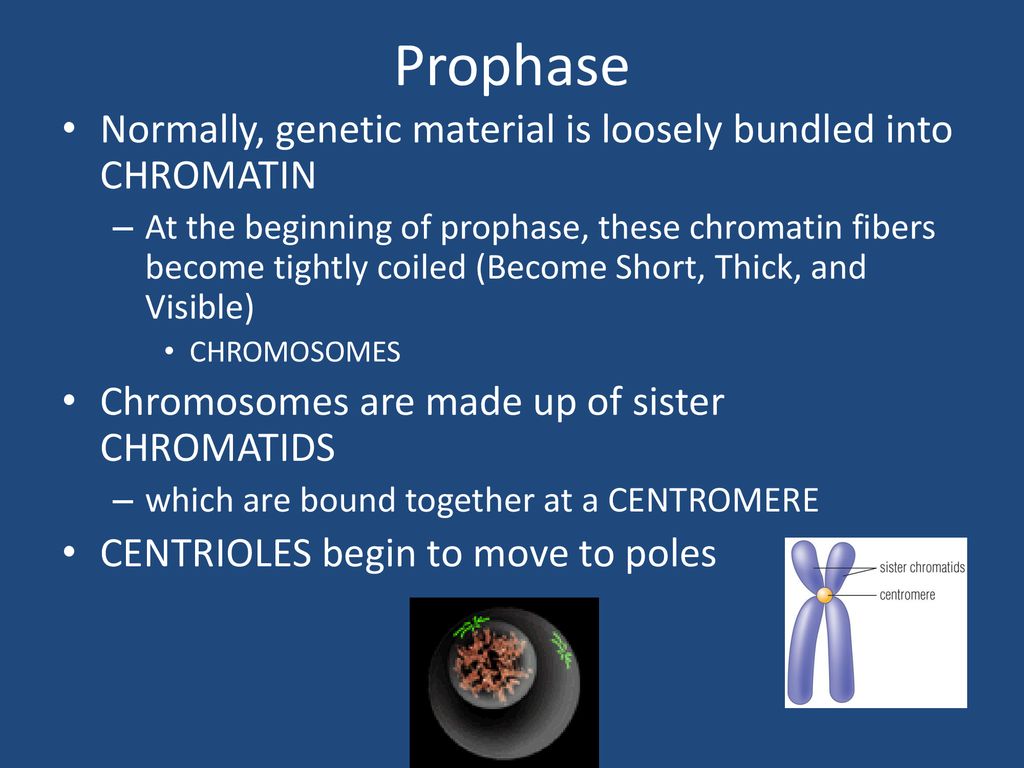 Asexual Reproduction. Biology Diagrams