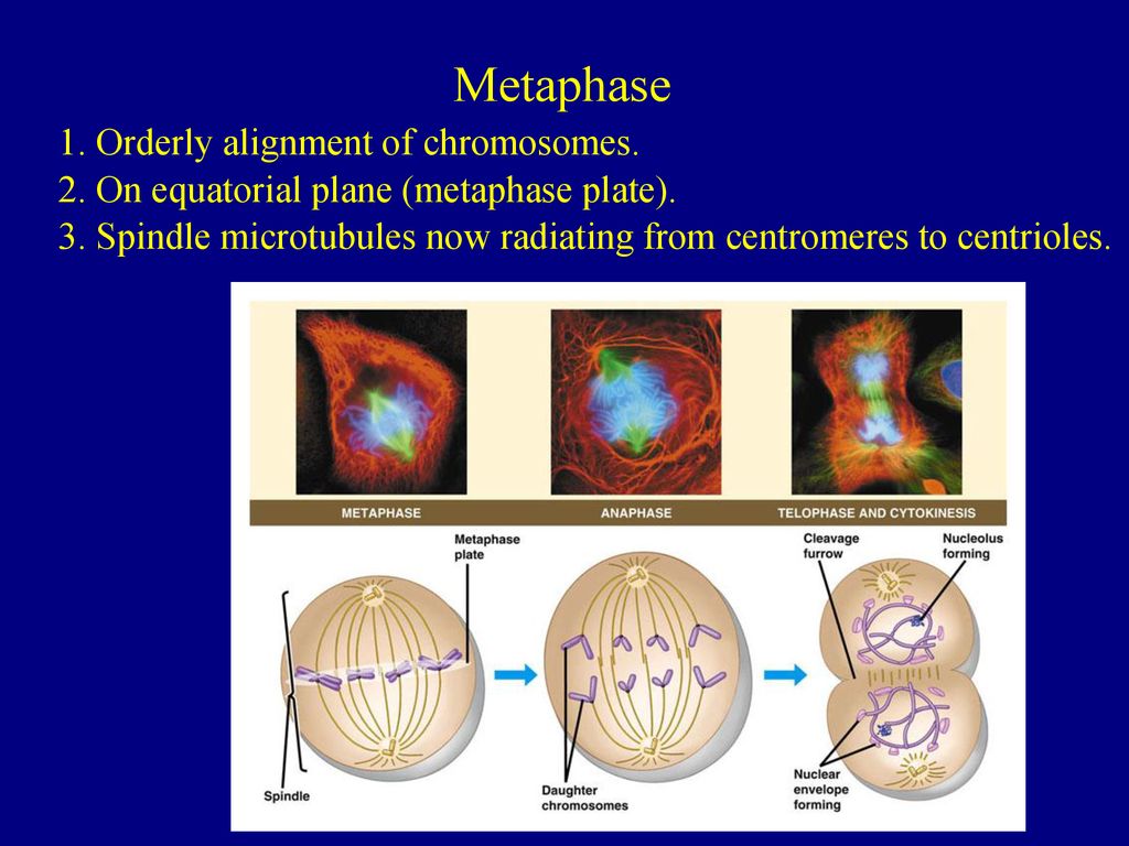 All cells come from cells. Biology Diagrams