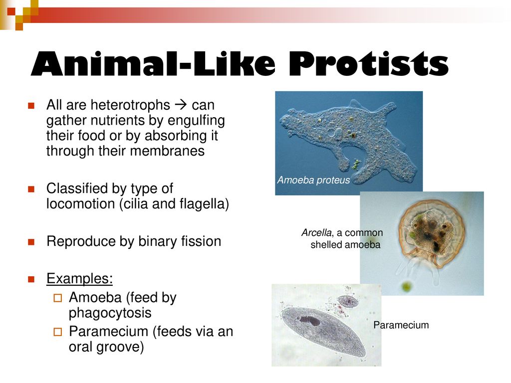 The Miscellaneous Category - ppt download The Miscellaneous Category - ppt download