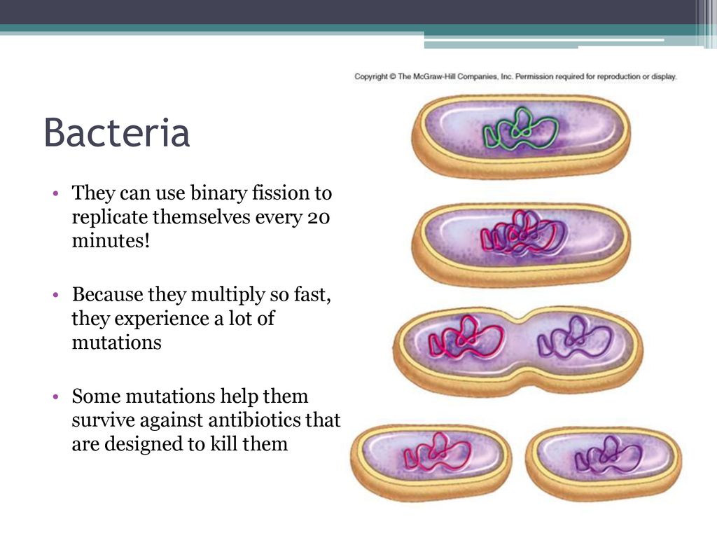 Bacteria They can use binary fission to replicate themselves every 20 minutes! Because they multiply so fast, they experience a lot of mutations.