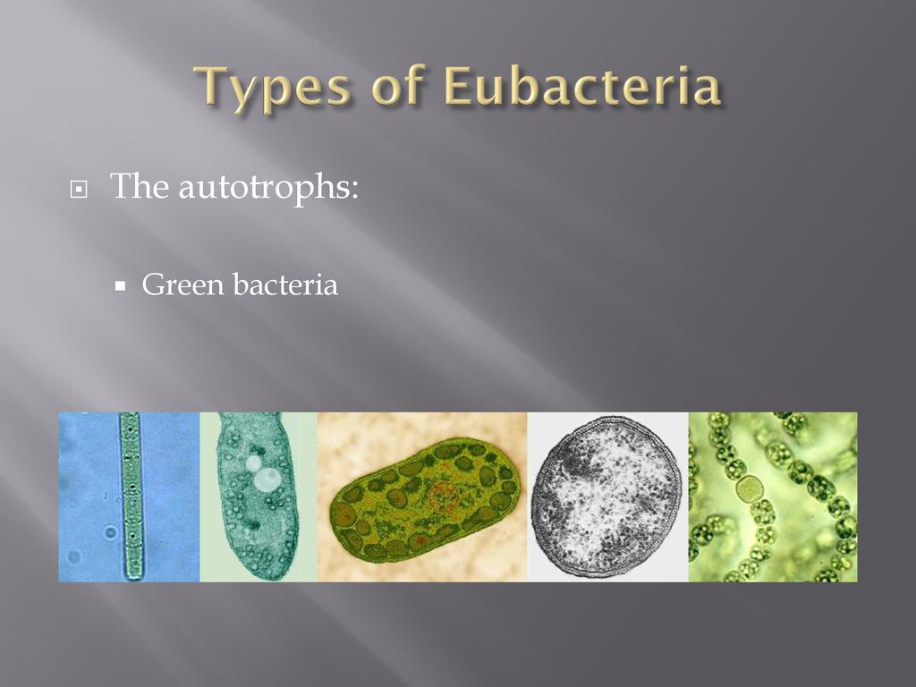 Domains of Life. - ppt download