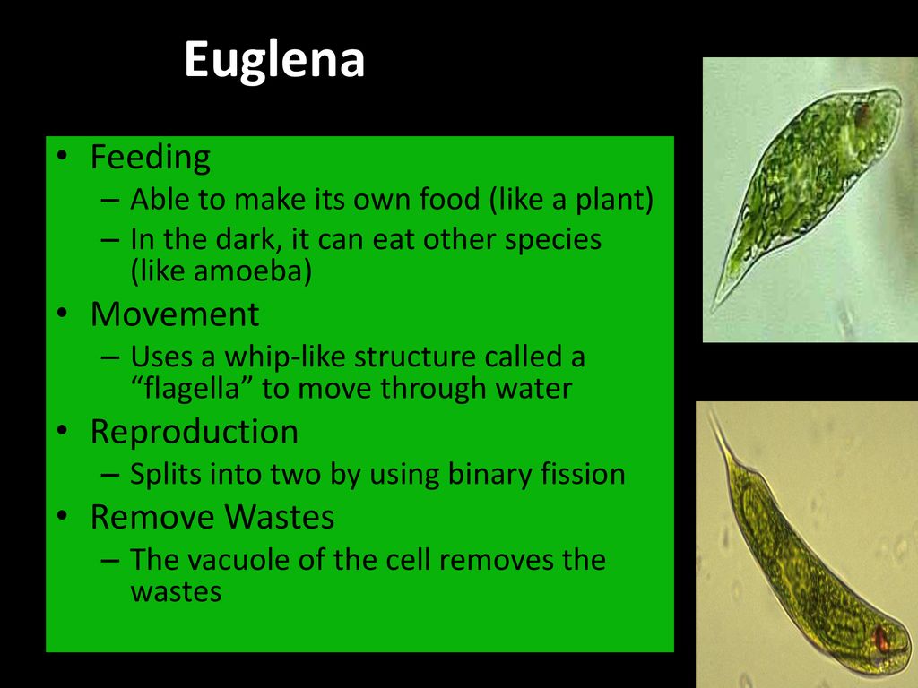 Questions How Do You Think Unicellular Organisms Eat Move Get Rid Of Wastes And Reproduce 2 How Do Multicellular Organisms Eat Move Get Rid Ppt Download