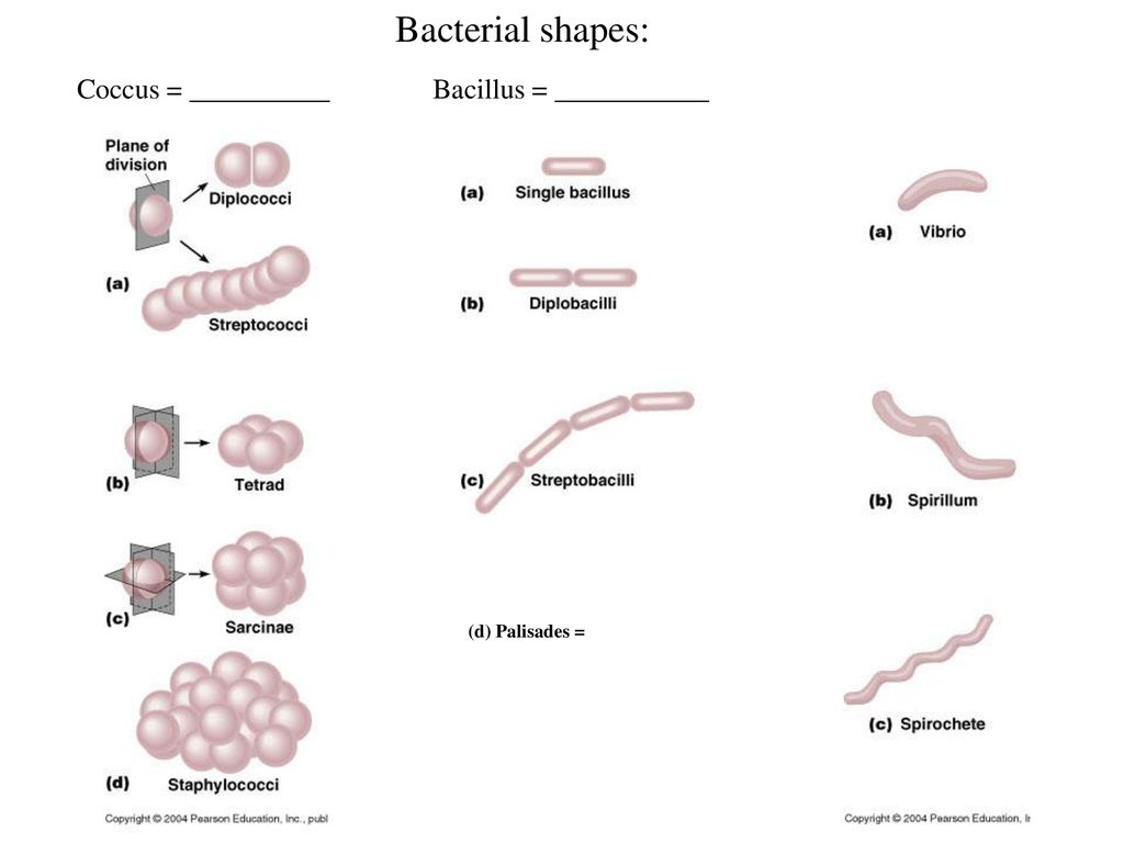 Bacterial shapes: Coccus = __________ Bacillus = ___________
